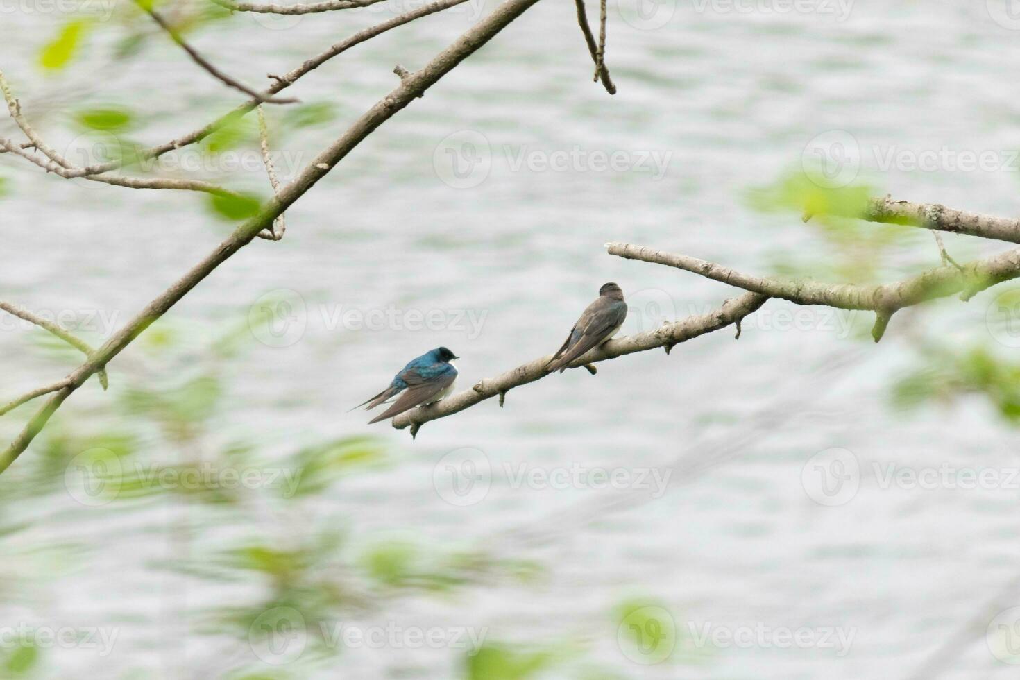 These two cute tree swallows were sitting in the branch over top of a river. The bright blue bird is the male. The brown one is a female. These two are relaxing while waiting for insects to eat. photo