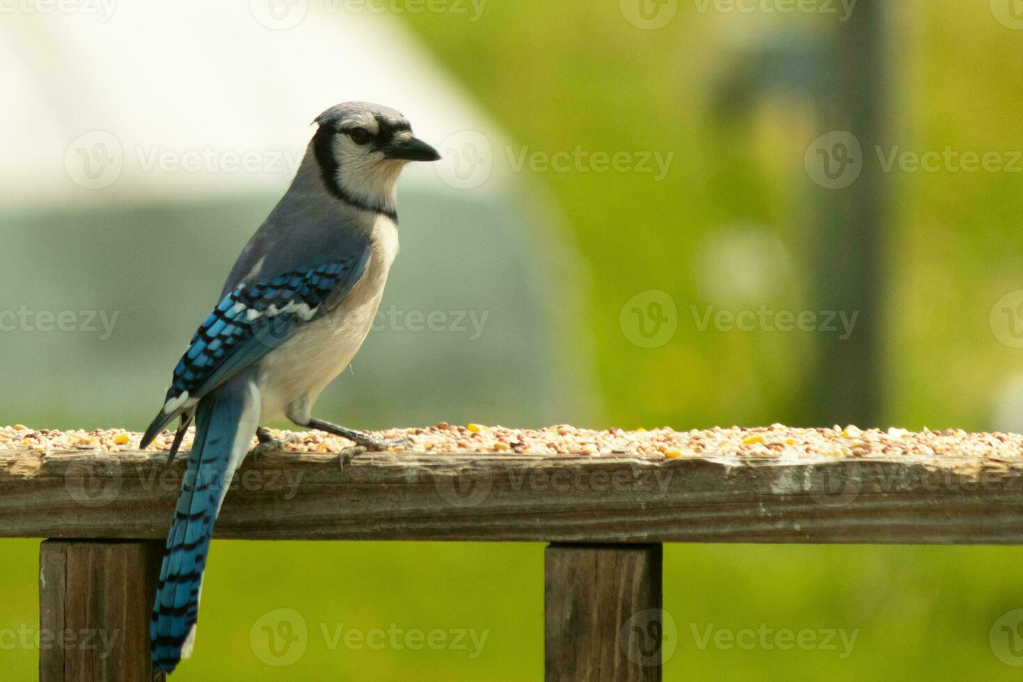 This blue jay bird was striking a pose as I took this picture. He came out on the wooden railing of the deck for some birdseed. I love the colors of these birds with the blue, black, and white. photo