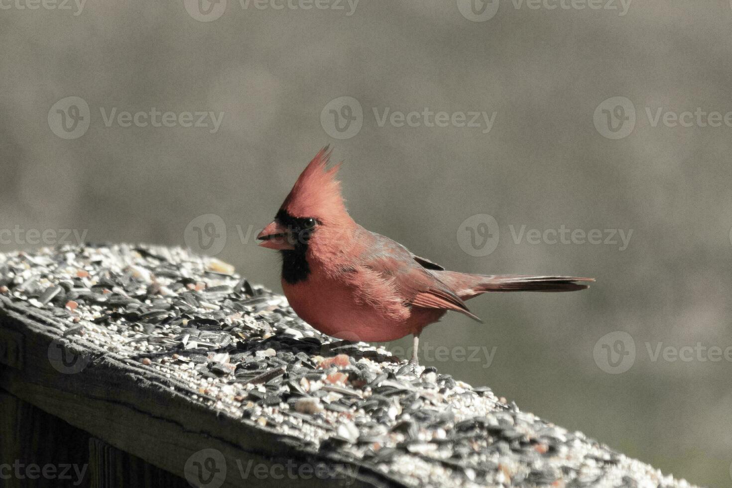 This beautiful red cardinal came out to the brown wooden railing of the deck for food. His beautiful mohawk standing straight up with his black mask. This little avian is surrounded by birdseed. photo