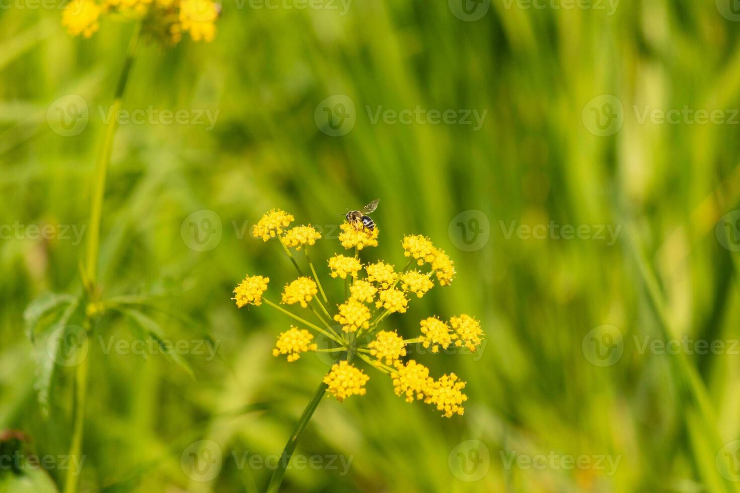 This little yellow-legged mining bee was out collecting nectar in this field. The little insect is sitting in a golden alexander flower and helping to pollinate. The tiny bug has a striped body. photo