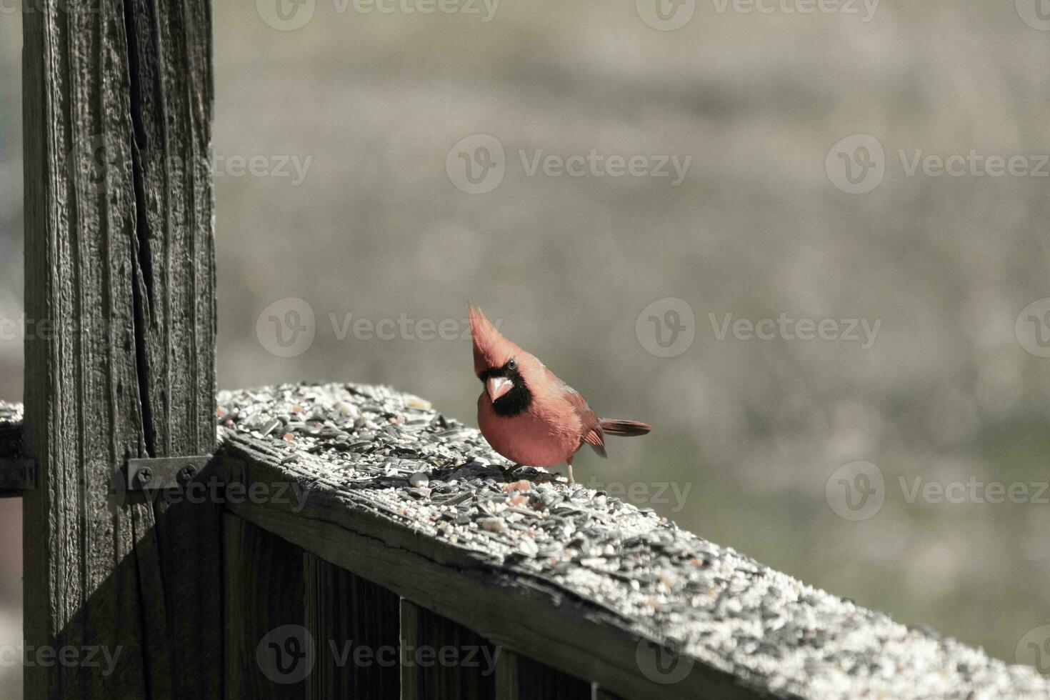 This beautiful red cardinal came out to the brown wooden railing of the deck for food. His beautiful mohawk standing straight up with his black mask. This little avian is surrounded by birdseed. photo