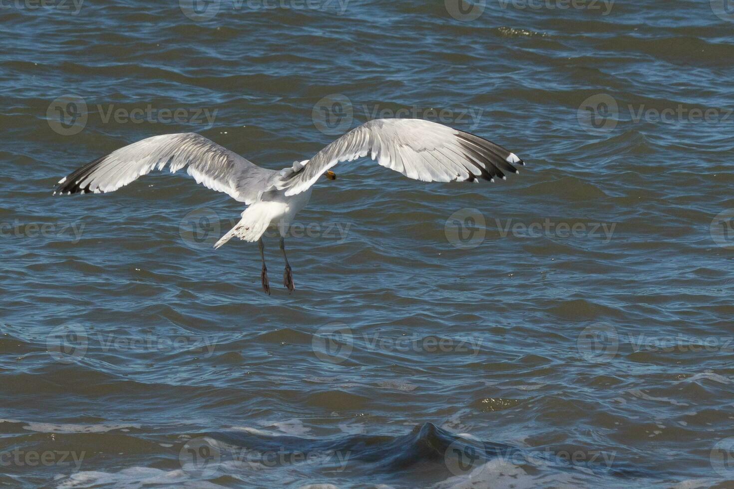 Beautiful seagull taking off from the black rocks of the jetty. This large shorebird has wings spread open to glide on the winds coming off the ocean. He has pretty black, grey, and white feathers. photo