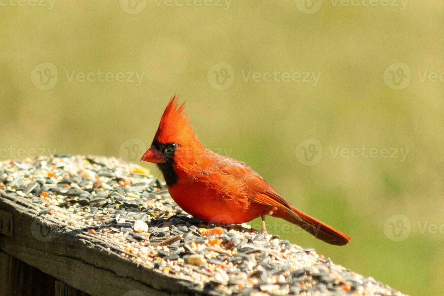 This beautiful red cardinal came out to the brown wooden railing of the deck for food. His beautiful mohawk standing straight up with his black mask. This little avian is surrounded by birdseed. photo