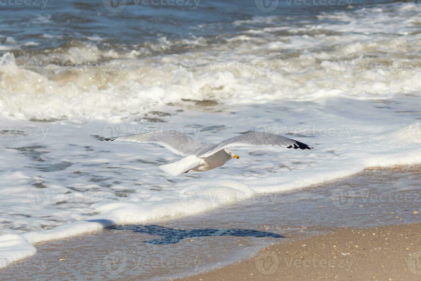 This seagull in this image is soaring across the water in search of food. The large wings are spread so it can glide along the bay breeze. The pretty white, grey, and black feathers stand out. photo