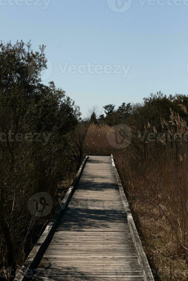 love the look of this wooden path going through the overgrown brush in this nature preserve. The beautiful brown foliage all around almost gives a Fall look. The wooden planks look well maintained. photo