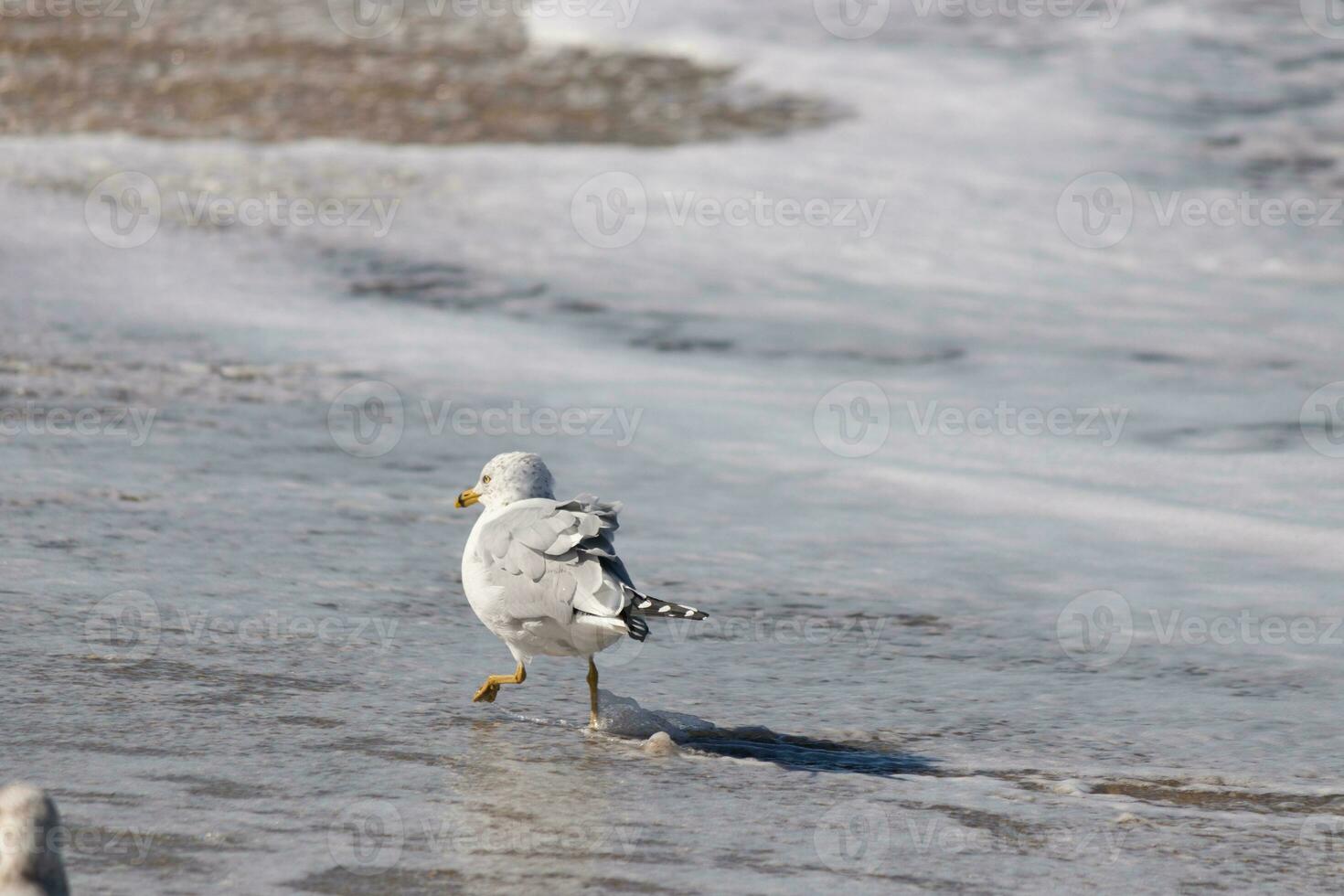 This large seagull is standing at the beach around the water in search of food. The grey, white, and black feathers of this shorebird stand out from the brown sand and ocean water. photo