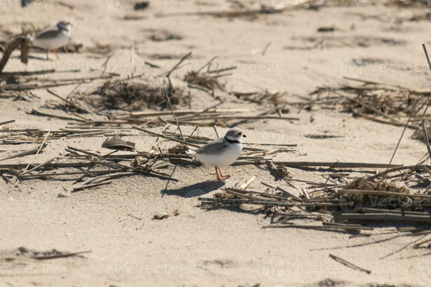 esta linda pequeño pájaro estaba buscando el playa para alimento. esta aviar es llamado un tubería chorlito. yo amor su hinchado fuera blanco cofre con gris parte superior plumas. el pequeño negro collar en es cuello soportes afuera. foto