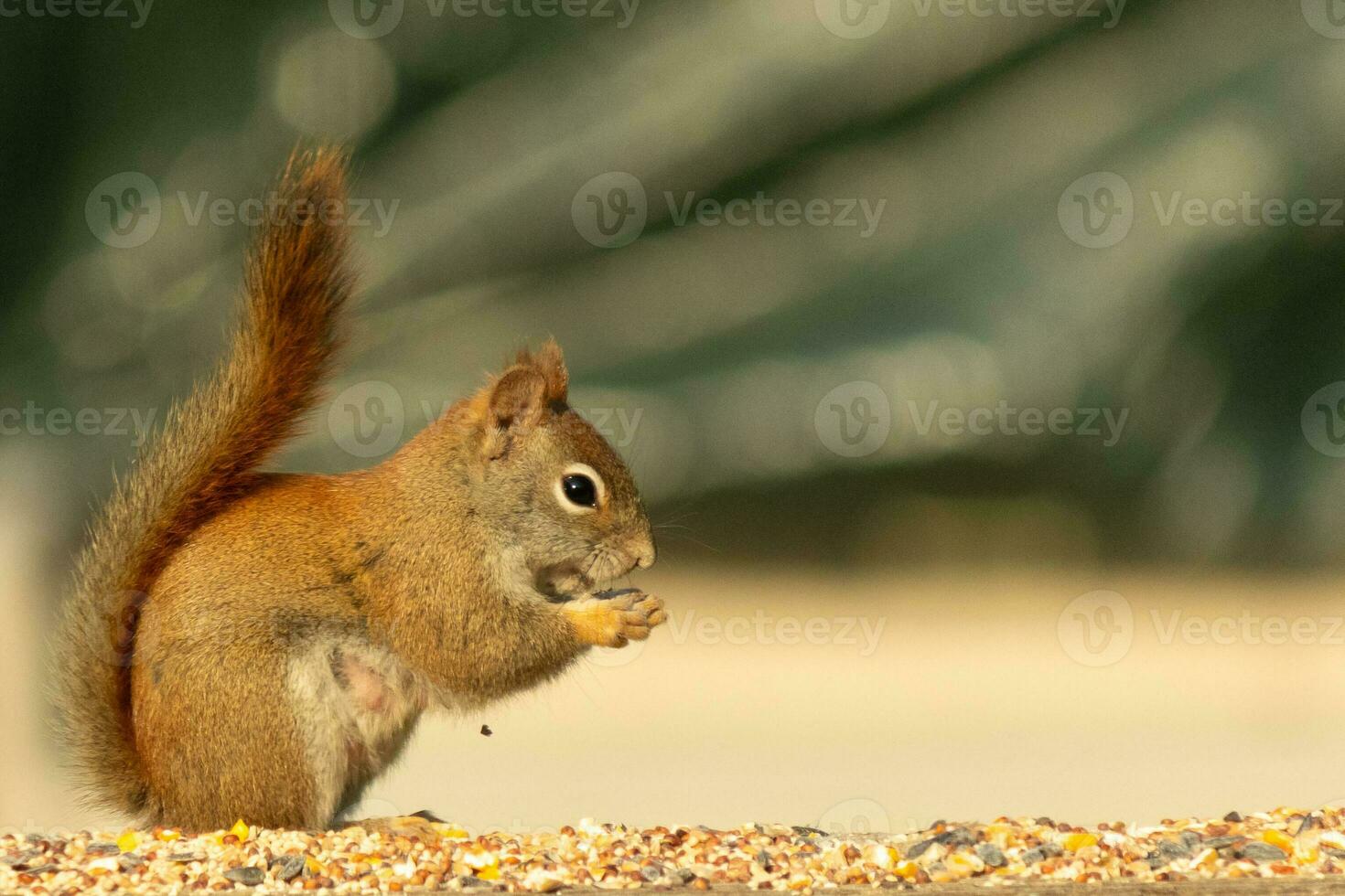 This cute little red squirrel came out to the railing of my deck. His cute little dark eyes looking satisfied. His fluffy tail out to keep him balance. This little rodent is surrounded by birdseed. photo