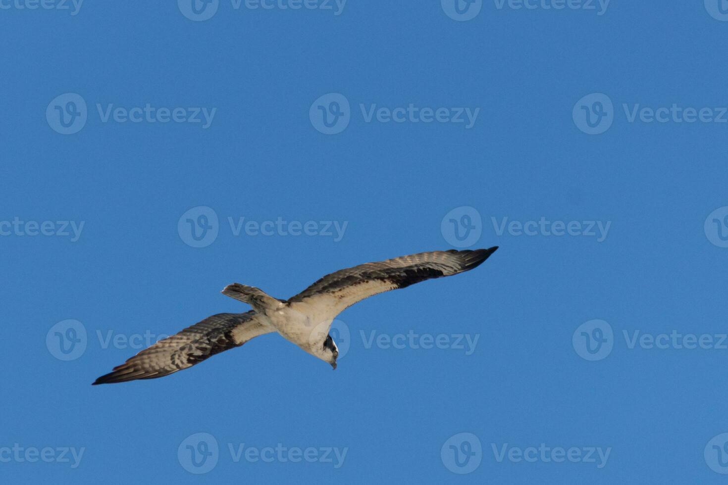 This beautiful osprey bird was flying in the clear blue sky when this picture was taken. Also known as a fish hawk, this raptor looks around the water for food to pounce on. photo