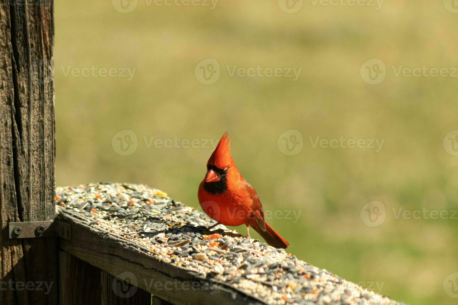 This beautiful red cardinal came out to the brown wooden railing of the deck for food. His beautiful mohawk standing straight up with his black mask. This little avian is surrounded by birdseed. photo