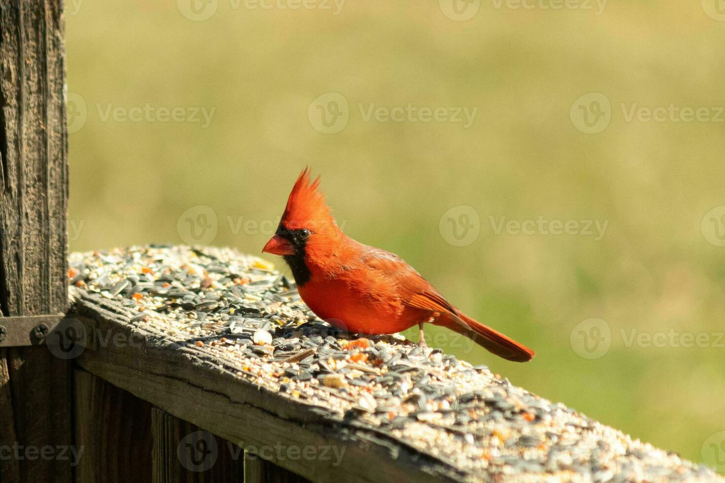 This beautiful red cardinal came out to the brown wooden railing of the deck for food. His beautiful mohawk standing straight up with his black mask. This little avian is surrounded by birdseed. photo