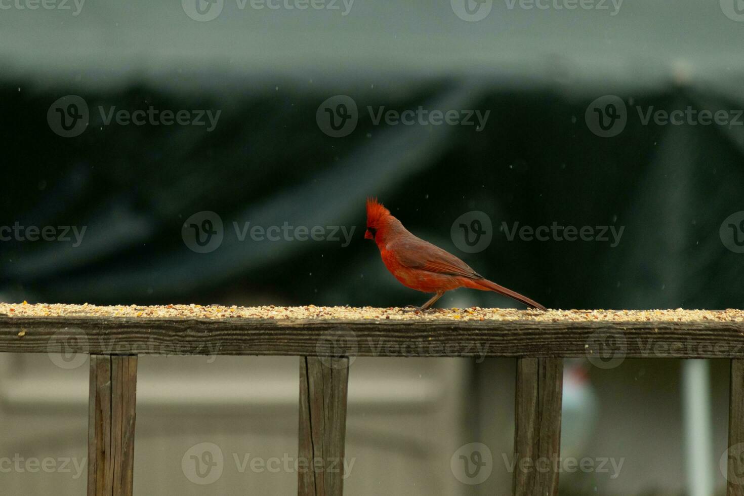This beautiful male cardinal came out to the railing of the deck for some birdseed. The pretty bird id a bright red color and almost reminds you of Christmas. The little black mask stands out. photo