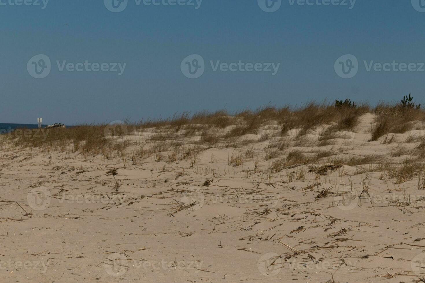 The sand dunes here looked so beautiful with the golden tall grass waving in the wind. The pretty brown sand in between with a blue sky above. This image was taken in Cape May New Jersey. photo