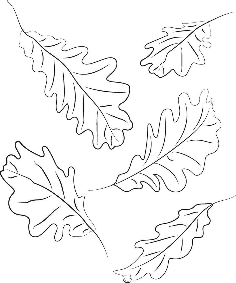 Oak leaves. Line art. Leaves drawn with black lines. High quality vector illustration.