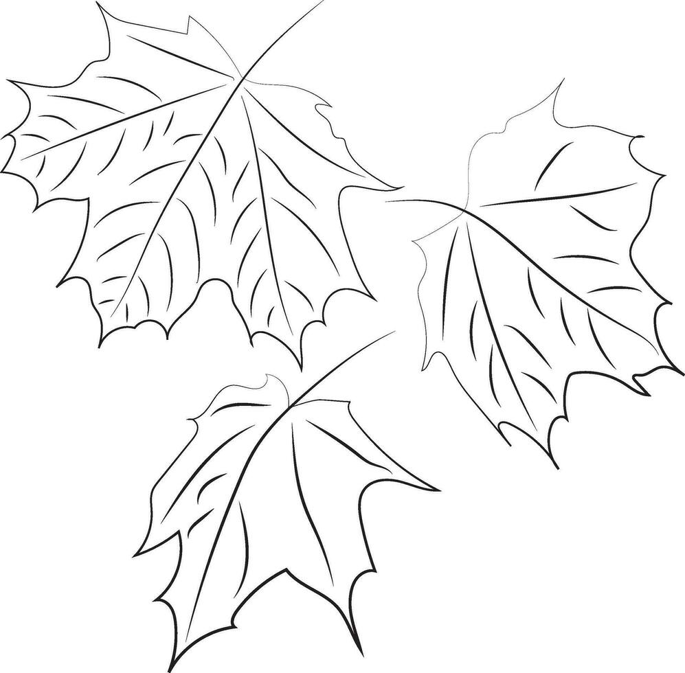 Maple leaves. Line art. Leaves drawn with black lines. High quality vector illustration.