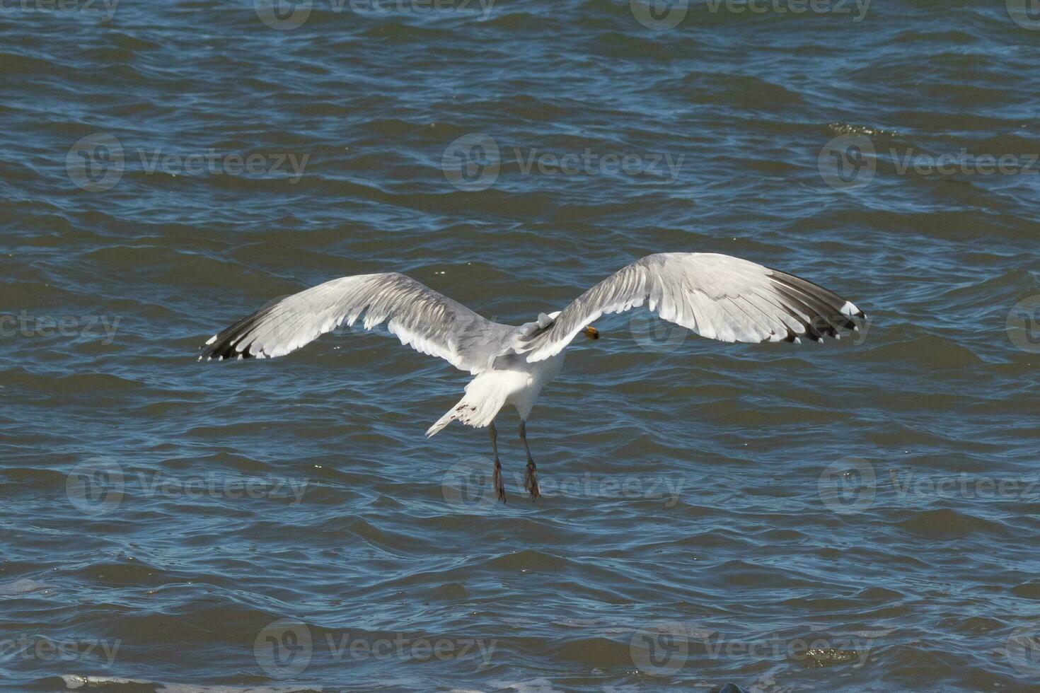 Beautiful seagull taking off from the black rocks of the jetty. This large shorebird has wings spread open to glide on the winds coming off the ocean. He has pretty black, grey, and white feathers. photo