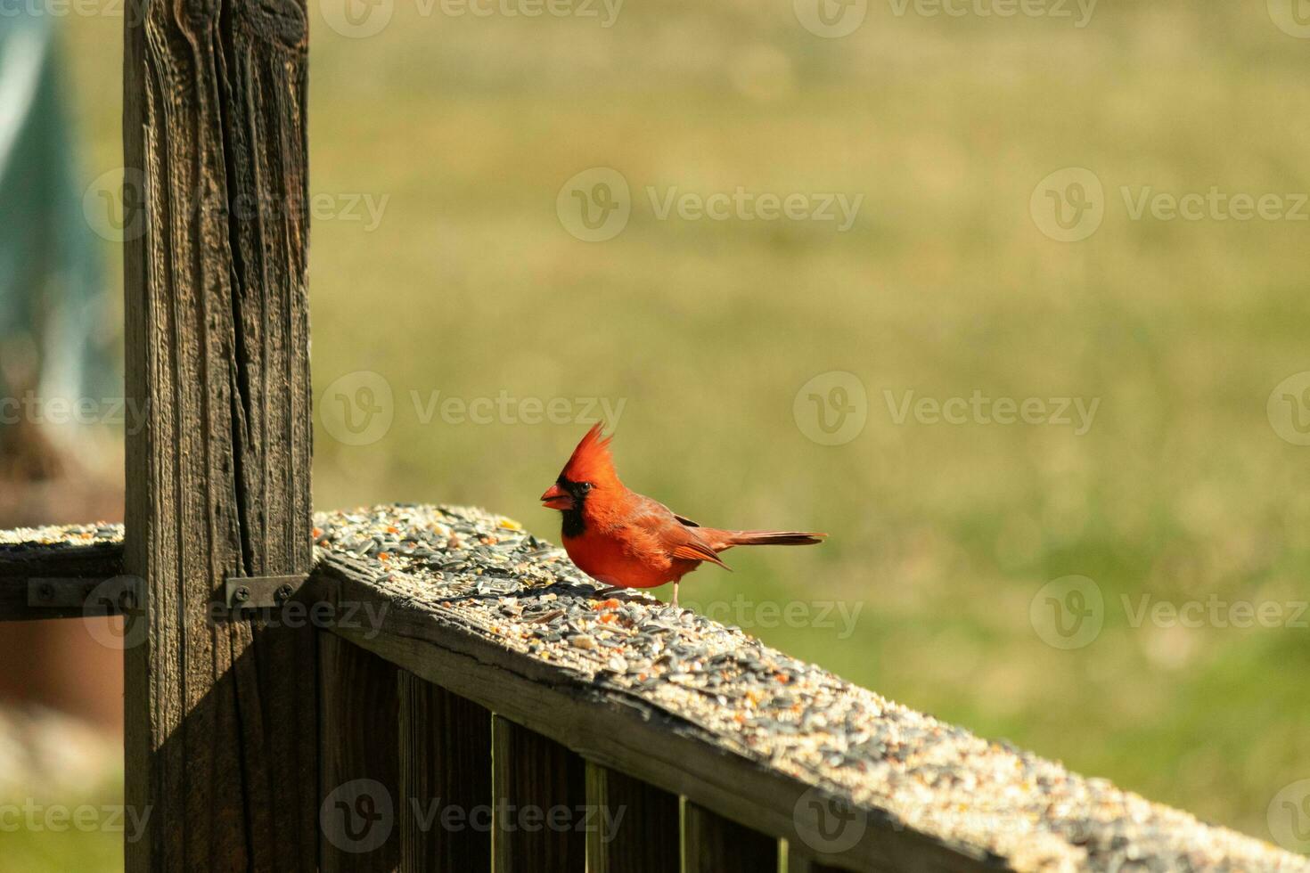 This beautiful red cardinal came out to the brown wooden railing of the deck for food. His beautiful mohawk standing straight up with his black mask. This little avian is surrounded by birdseed. photo