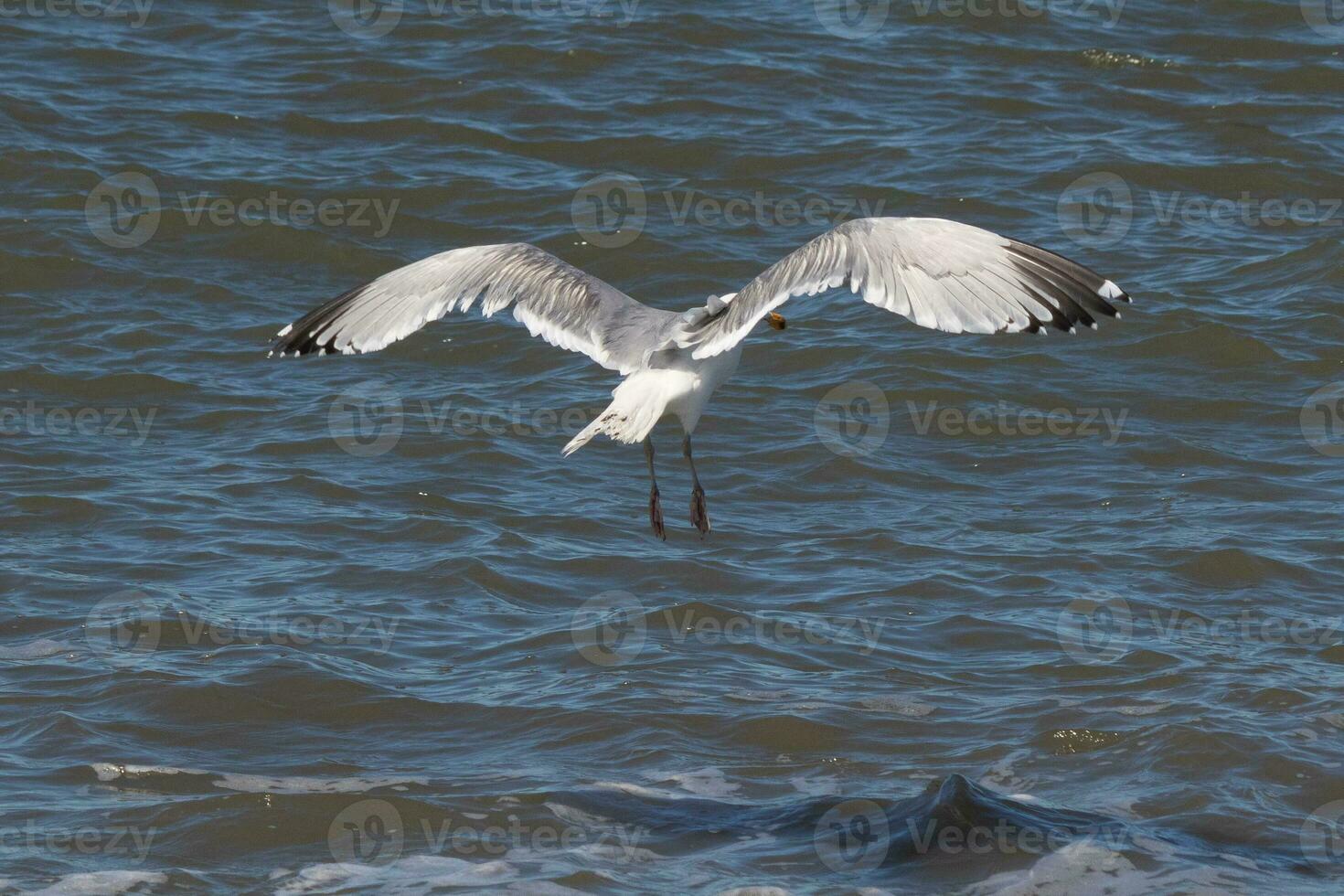 Beautiful seagull taking off from the black rocks of the jetty. This large shorebird has wings spread open to glide on the winds coming off the ocean. He has pretty black, grey, and white feathers. photo