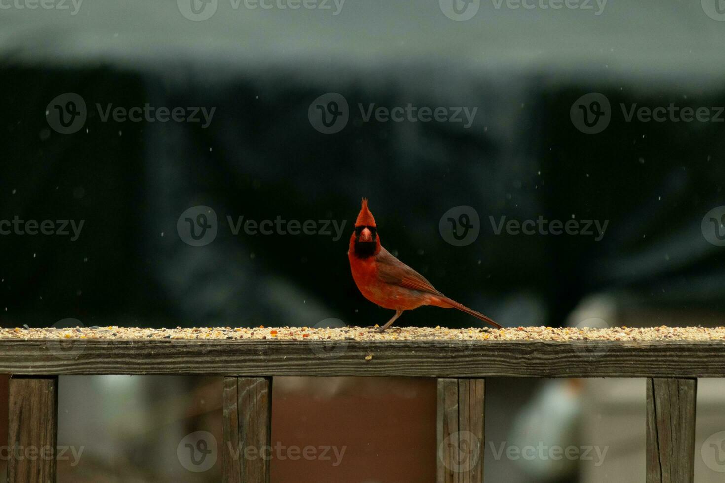 This beautiful male cardinal came out to the railing of the deck for some birdseed. The pretty bird id a bright red color and almost reminds you of Christmas. The little black mask stands out. photo