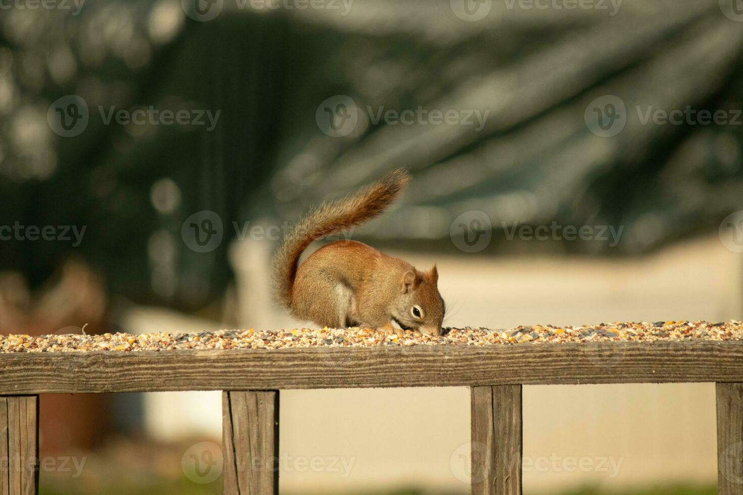 This cute little red squirrel came out to the railing of my deck. His cute little dark eyes looking satisfied. His fluffy tail out to keep him balance. This little rodent is surrounded by birdseed. photo