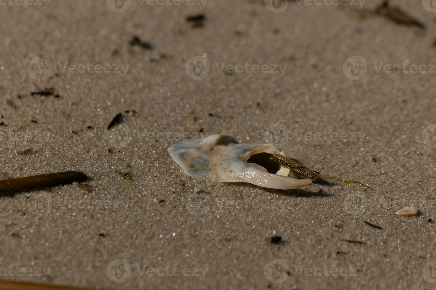 Cracked piece of oyster shell seen on the beach. This white seashell still looks glossy from the wave that brought it in. Sitting among the brown grains of sand with sea debris all around. photo