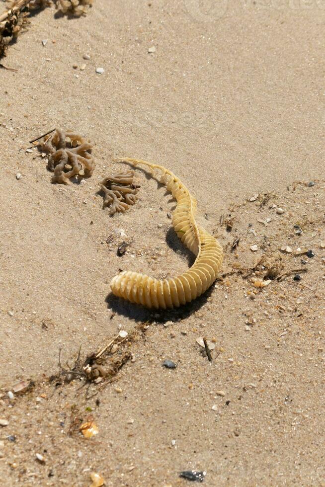 This beautiful knobbed whelk egg case laid spread out on the sand giving it a pretty nautical beach image. I love the look of the sea debris scattered about. This image was taken in Cape May. photo
