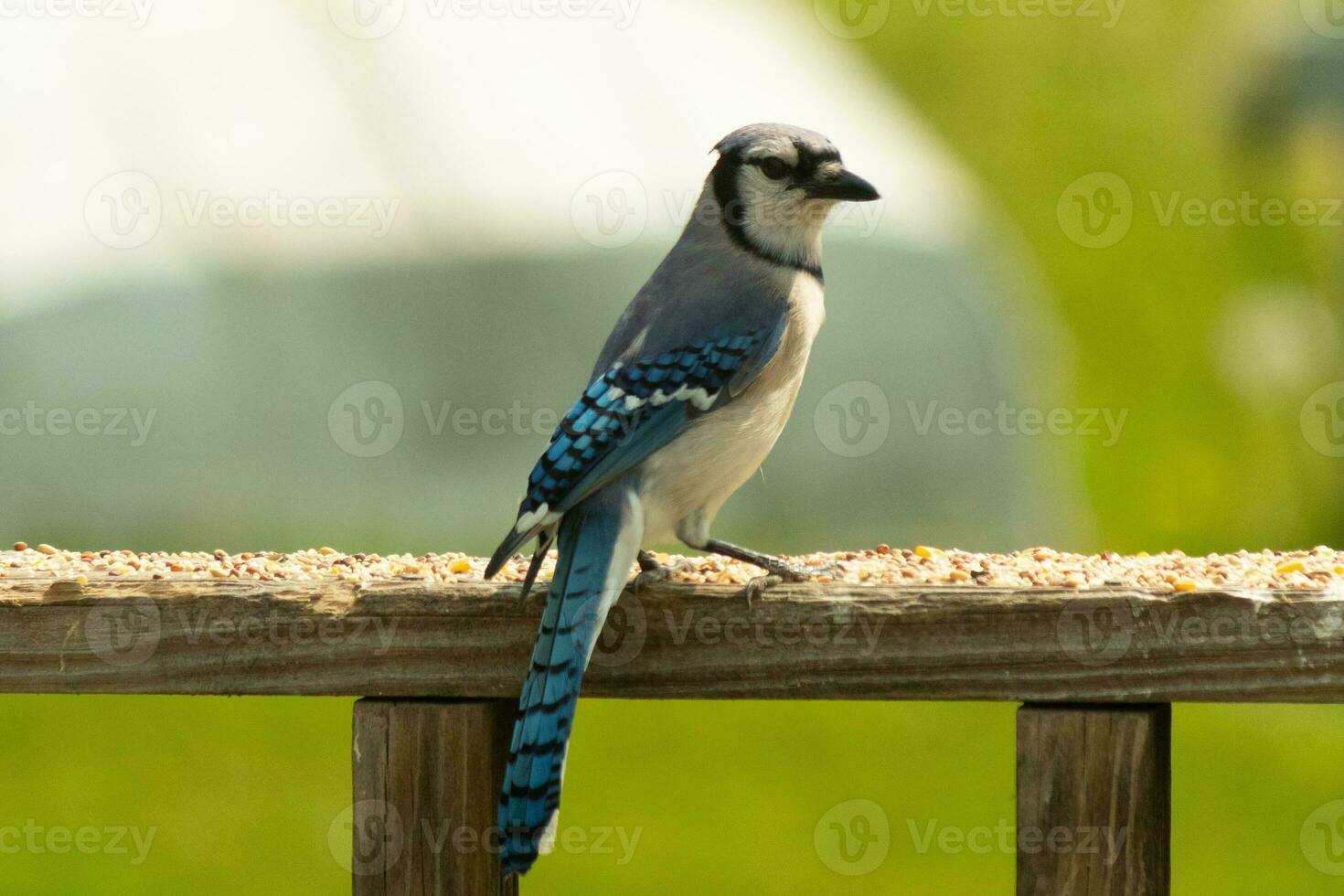 This blue jay bird was striking a pose as I took this picture. He came out on the wooden railing of the deck for some birdseed. I love the colors of these birds with the blue, black, and white. photo