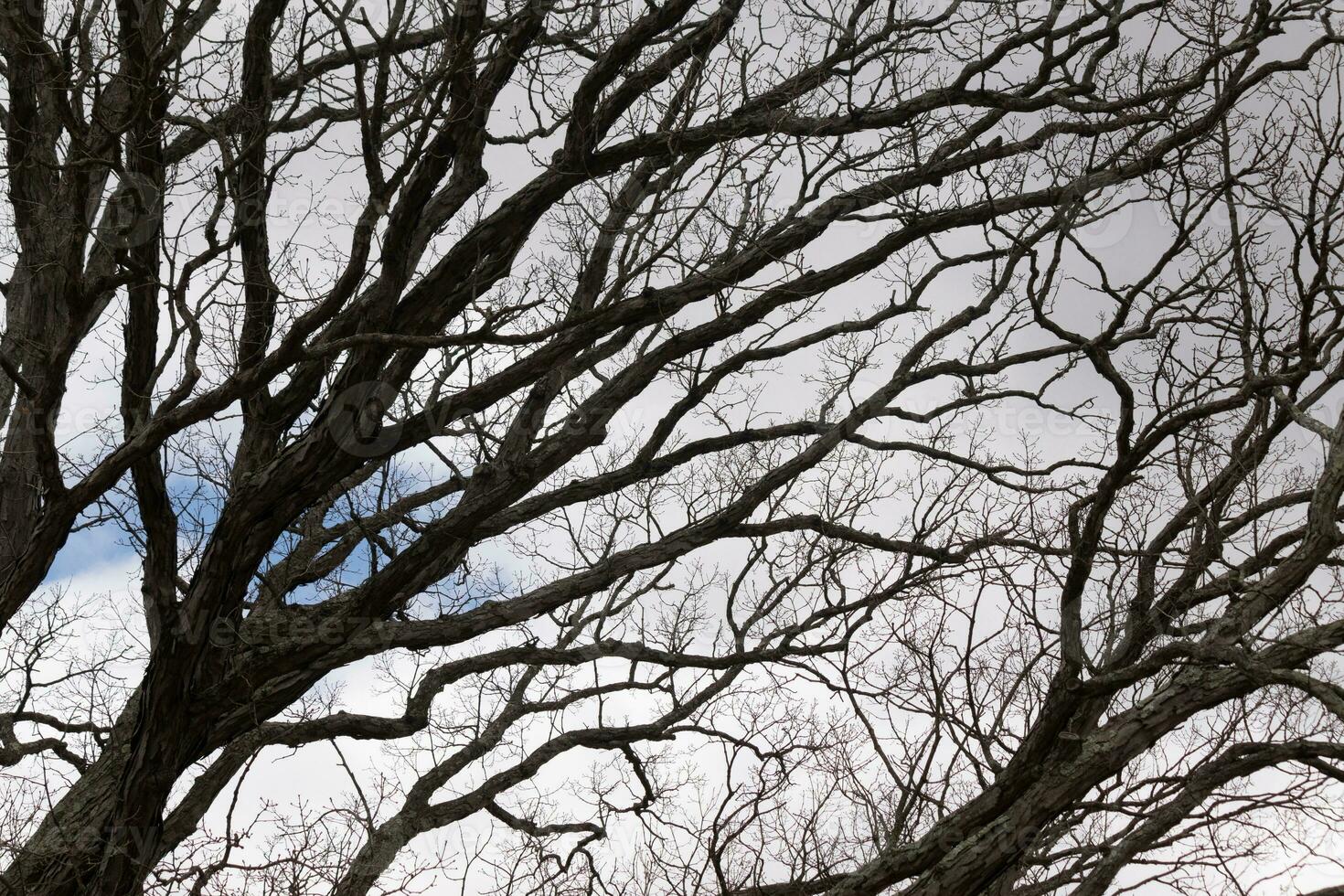 desnudo ramas de un árbol alcanzando afuera. el largo extremidades son sin hojas debido a el otoño estación. mirando me gusta tentáculos o un esquelético estructura. el azul cielo lata ser visto en el espalda con blanco nubes foto