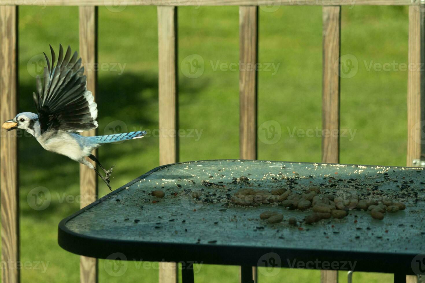 I love the look of this blue jay frozen in the air. This bird was just taking off from the table and is leaving with a peanut in his beak. His beautiful outstretched wings with pretty blue feathers. photo