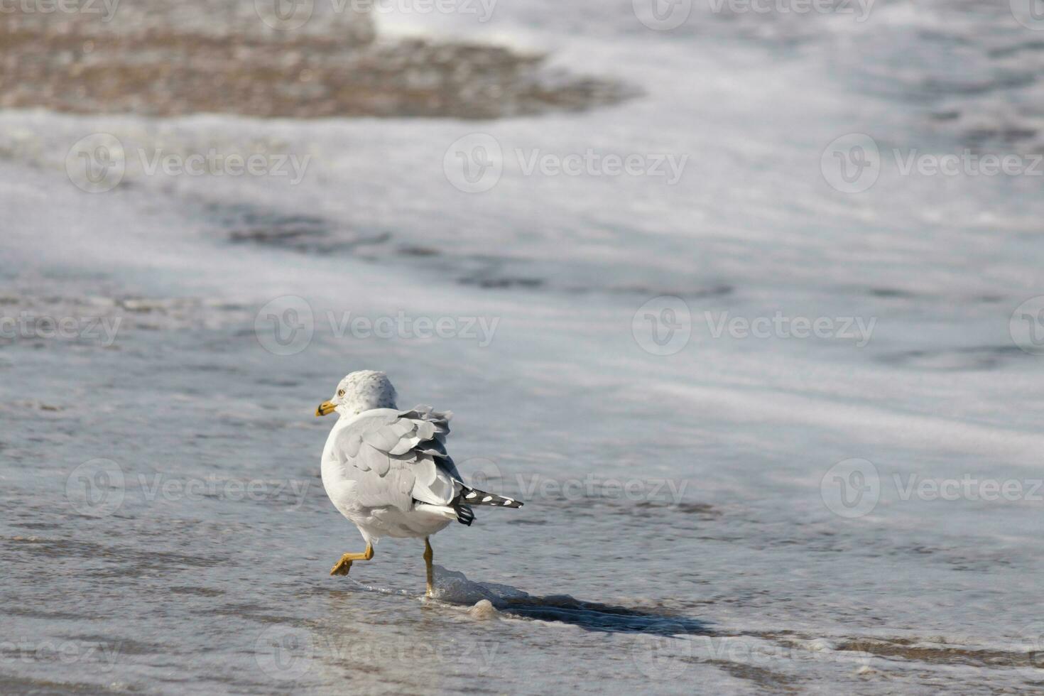 esta grande Gaviota es en pie a el playa alrededor el agua en buscar de alimento. el gris, blanco, y negro plumas de esta aves playeras estar fuera desde el marrón arena y Oceano agua. foto