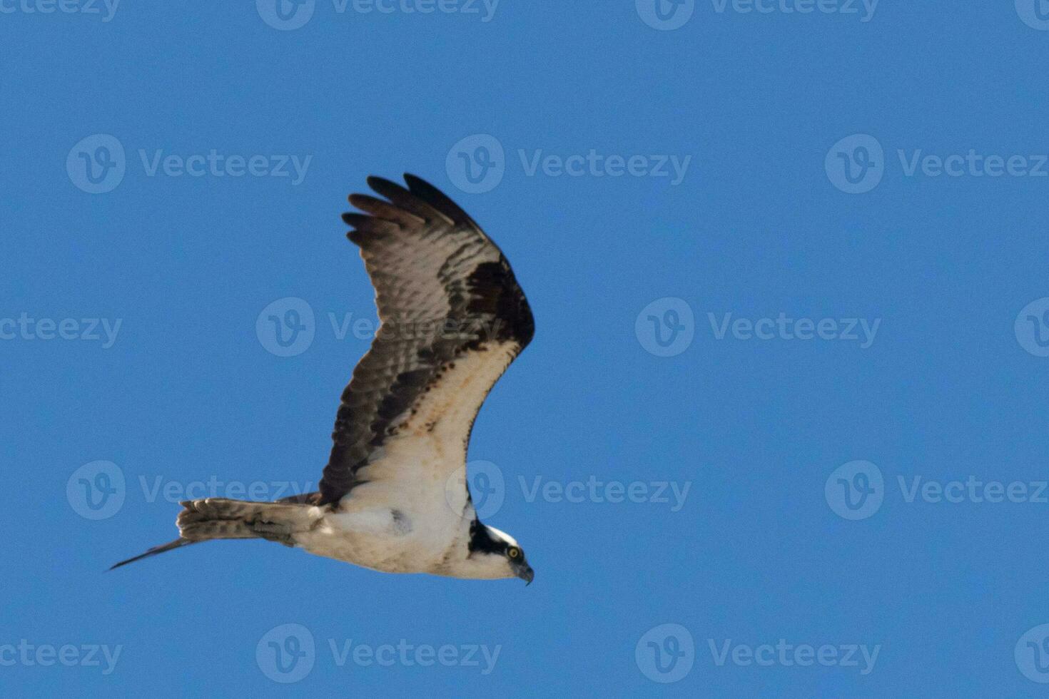 This beautiful osprey bird was flying in the clear blue sky when this picture was taken. Also known as a fish hawk, this raptor looks around the water for food to pounce on. photo