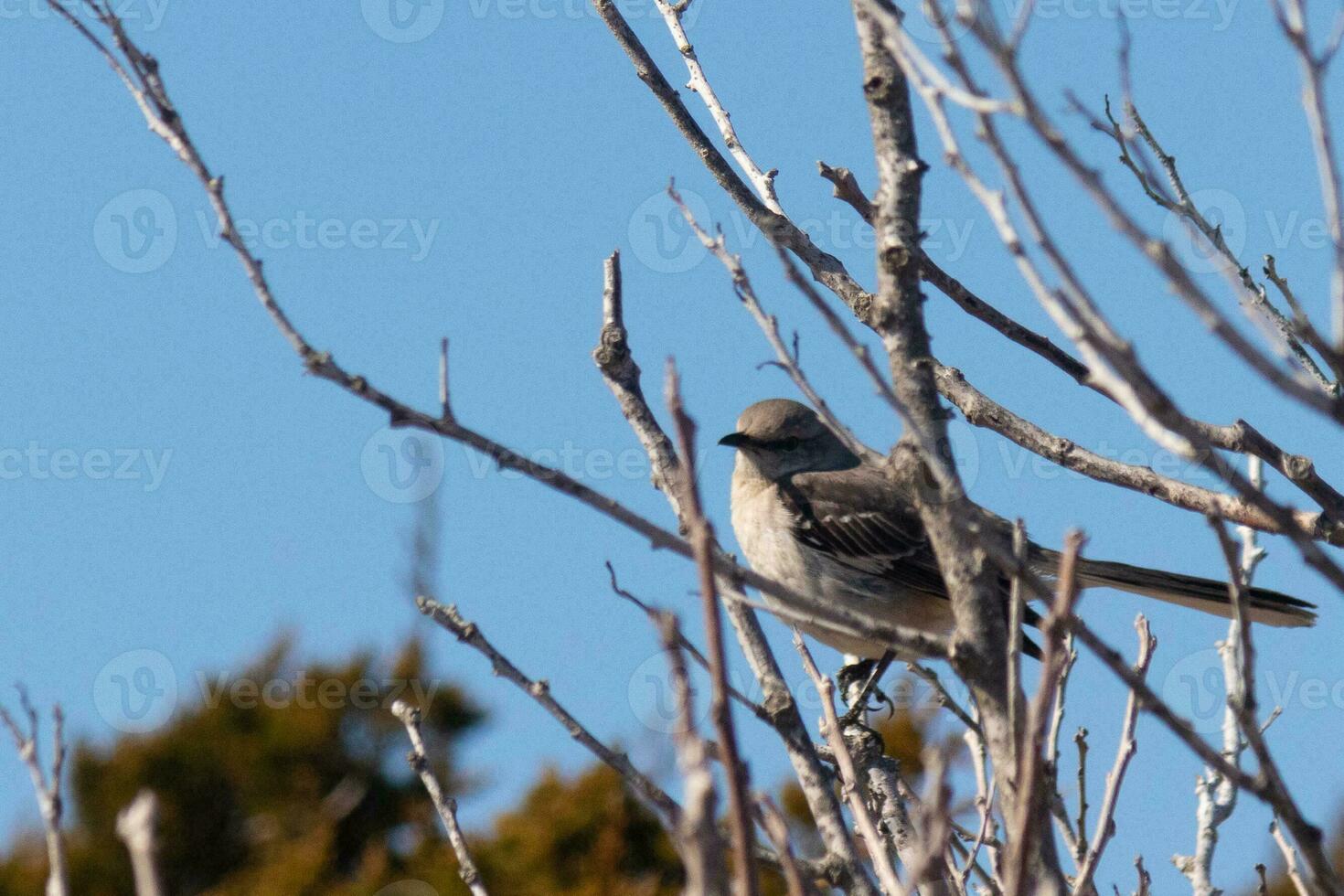 This cute little mockingbird sat posing in the tree when I took the picture. The branches he sat in did not have any leaves to hide him. The Winter season is just ending and Spring is arriving. photo