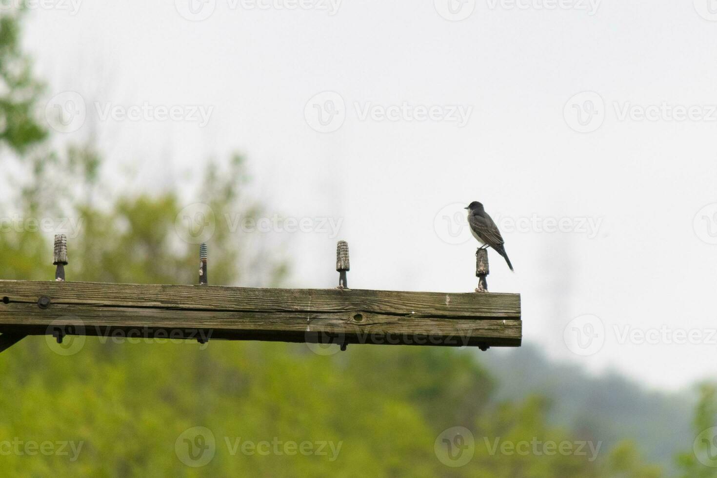 esta oriental pájaro real estaba encaramado en parte superior de esta correo. ellos son un especies de tirano papamoscas. su gris plumas mirando bonito en contra el mierda barriga. esta visto en contra un blanco cielo. foto