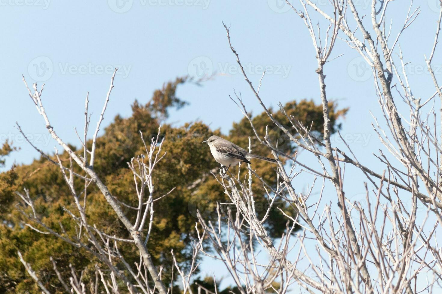 This cute little mockingbird sat posing in the tree when I took the picture. The branches he sat in did not have any leaves to hide him. The Winter season is just ending and Spring is arriving. photo