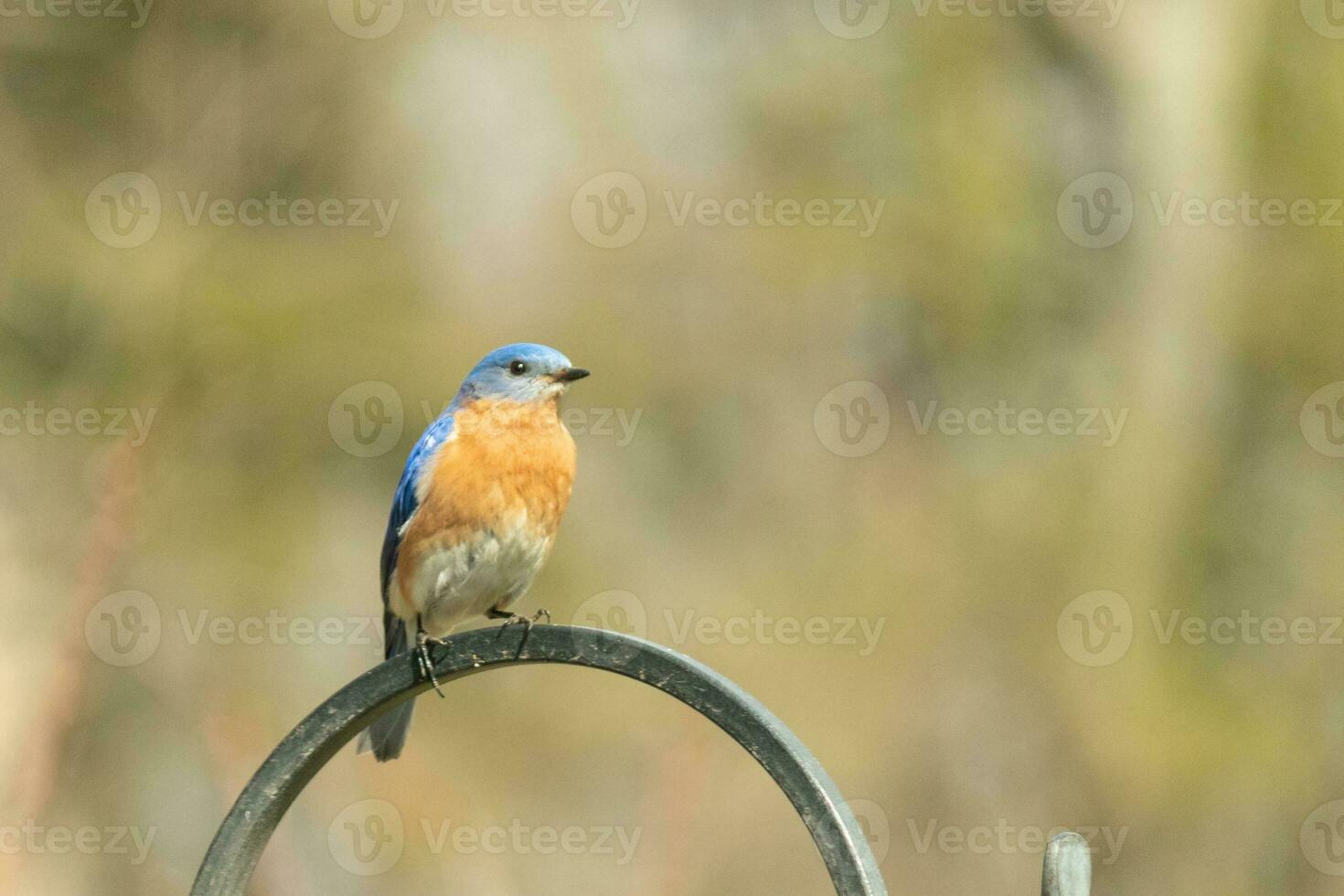 This pretty bluebird came out to the shepherds hook to rest. The little avian sat on the metal pole for a bit. His rusty orange belly with a white patch stands out from his blue head and dark eyes. photo