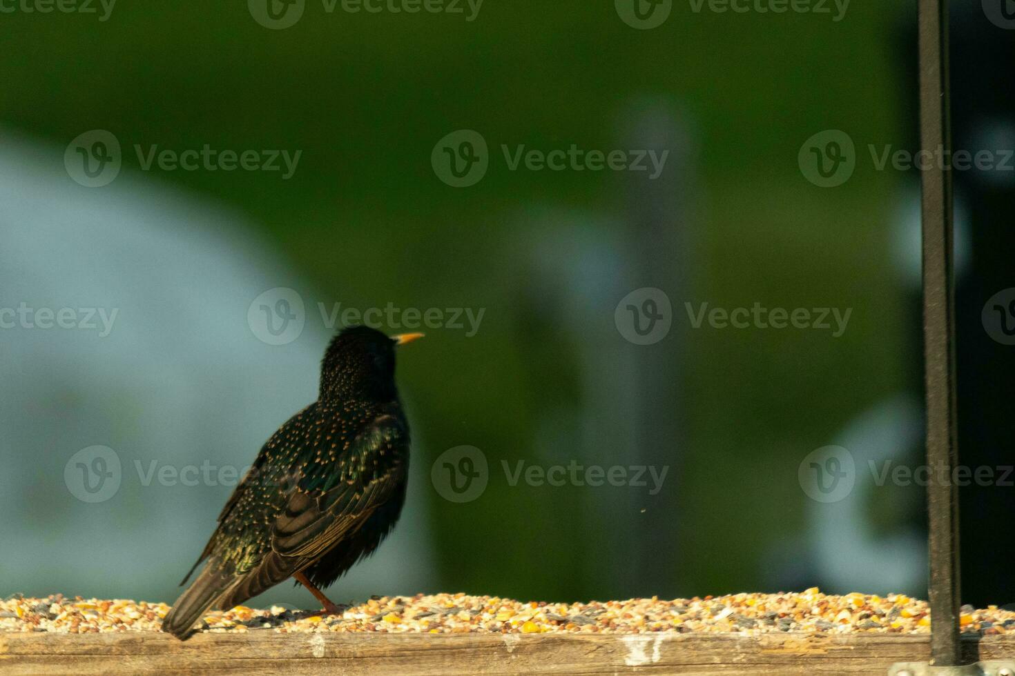 esta estornino llegó fuera a el de madera barandilla de el cubierta. su negro plumas teniendo blanco punto me gusta estrellas en el cielo. su plumaje brilla me gusta petróleo en agua. su pequeño naranja pico puntiagudo adelante. foto