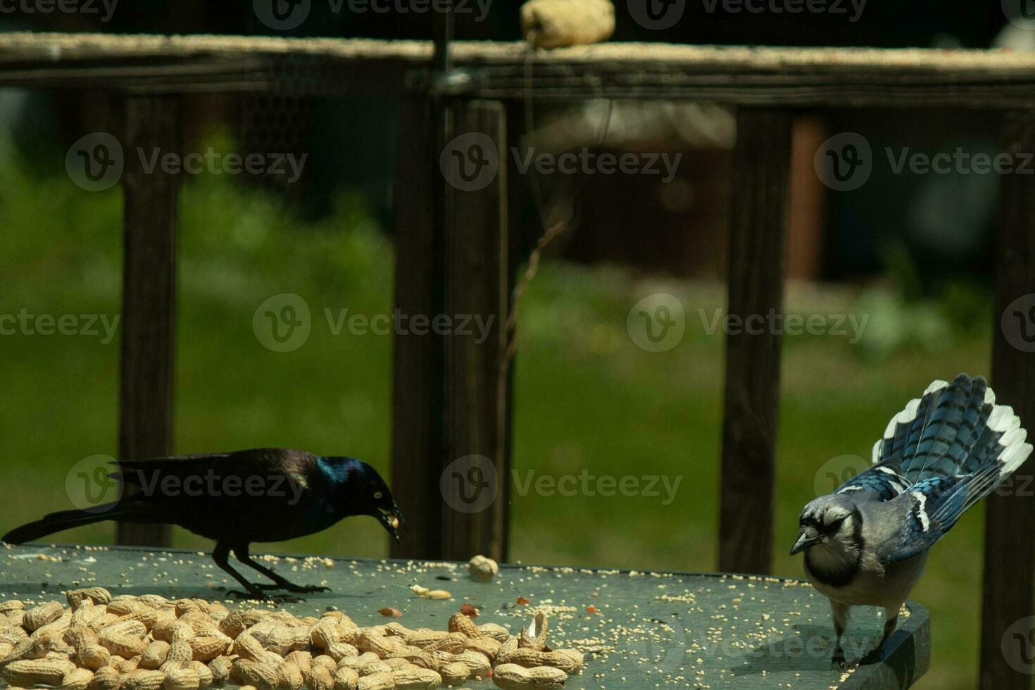 esta azul arrendajo pájaro llegó a visitar el zona a obtener un maní. el negro grackle parece a estar guardia. su hermosa plumas brillante en el luz de sol. estos aves son en pie alrededor un pila de nueces. foto