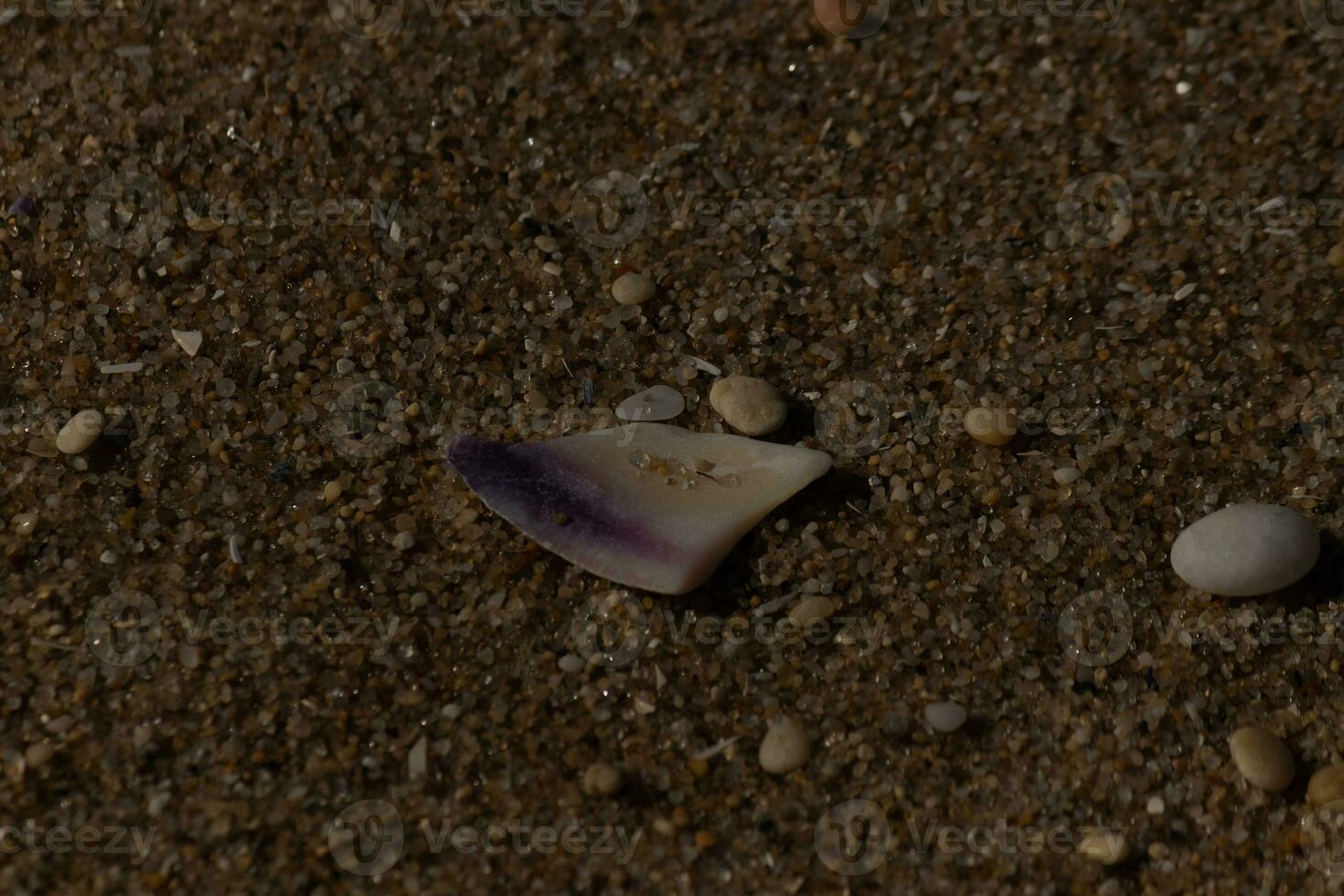 I love the look of this beautiful shell on the beach. The purple hue just stood out to me. The tiny pebbles and polished stones lay all around it. photo