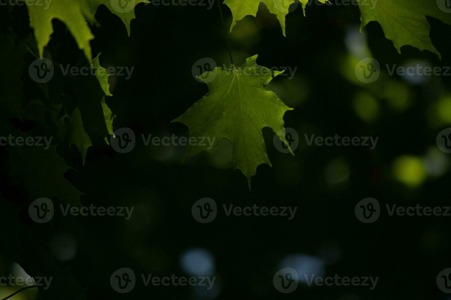 This is a leaf of a sugar maple, which was hanging in the forest. The sunlight reflecting off almost makes them look like they are glowing. The creases in the leaf are actually veins. photo