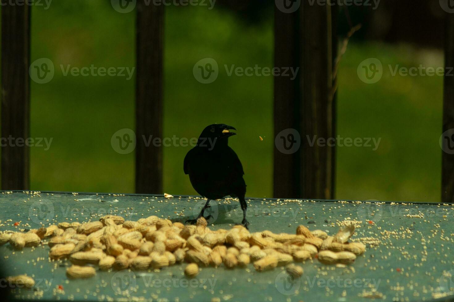 This pretty grackle bird came to the glass table for some peanuts. I love this bird's shiny feathers with blue and purple sometimes seen in the plumage. The menacing yellow eyes seem to glow. photo