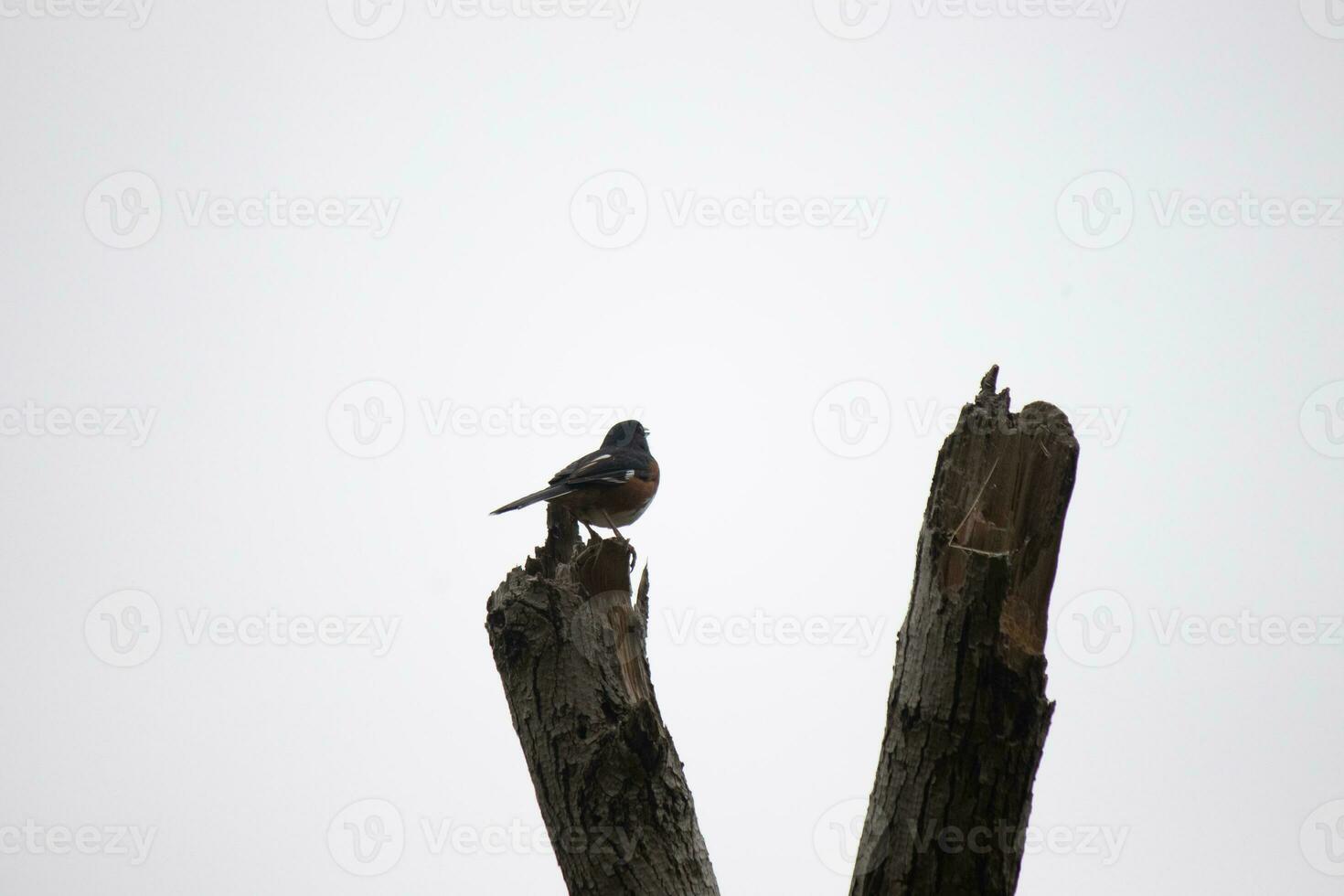 esta baltimore oriol es encaramado en esta de madera enviar en el campo. su hermosa negro, naranja, y blanco cuerpo en pie fuera en contra el blanco antecedentes. esta es un migratorio pájaro. foto