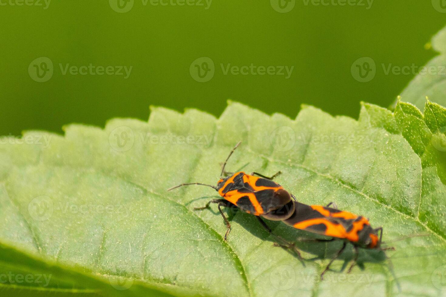 These insects are called false milkweed bugs. They are a type of seed bugs. The red and black color on the exoskeleton really stands out against the leaf. These seem to be engaged in a mating ritual. photo