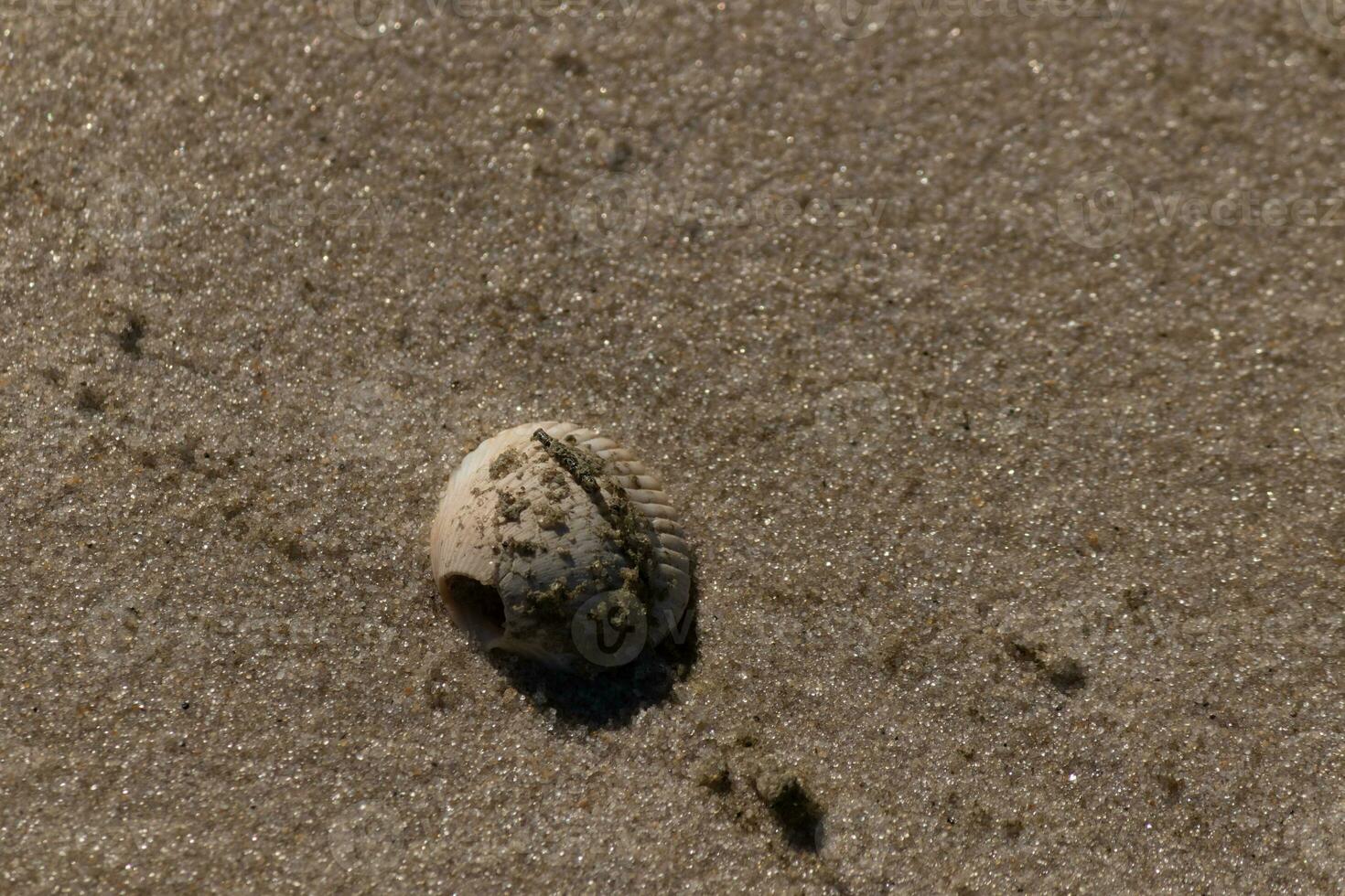 This pretty seashell was washed up on the Jersey shore when I took the picture. This either looks like a scallop shell or a cockle. Bits of sand still clinging to it from the beach surrounding. photo