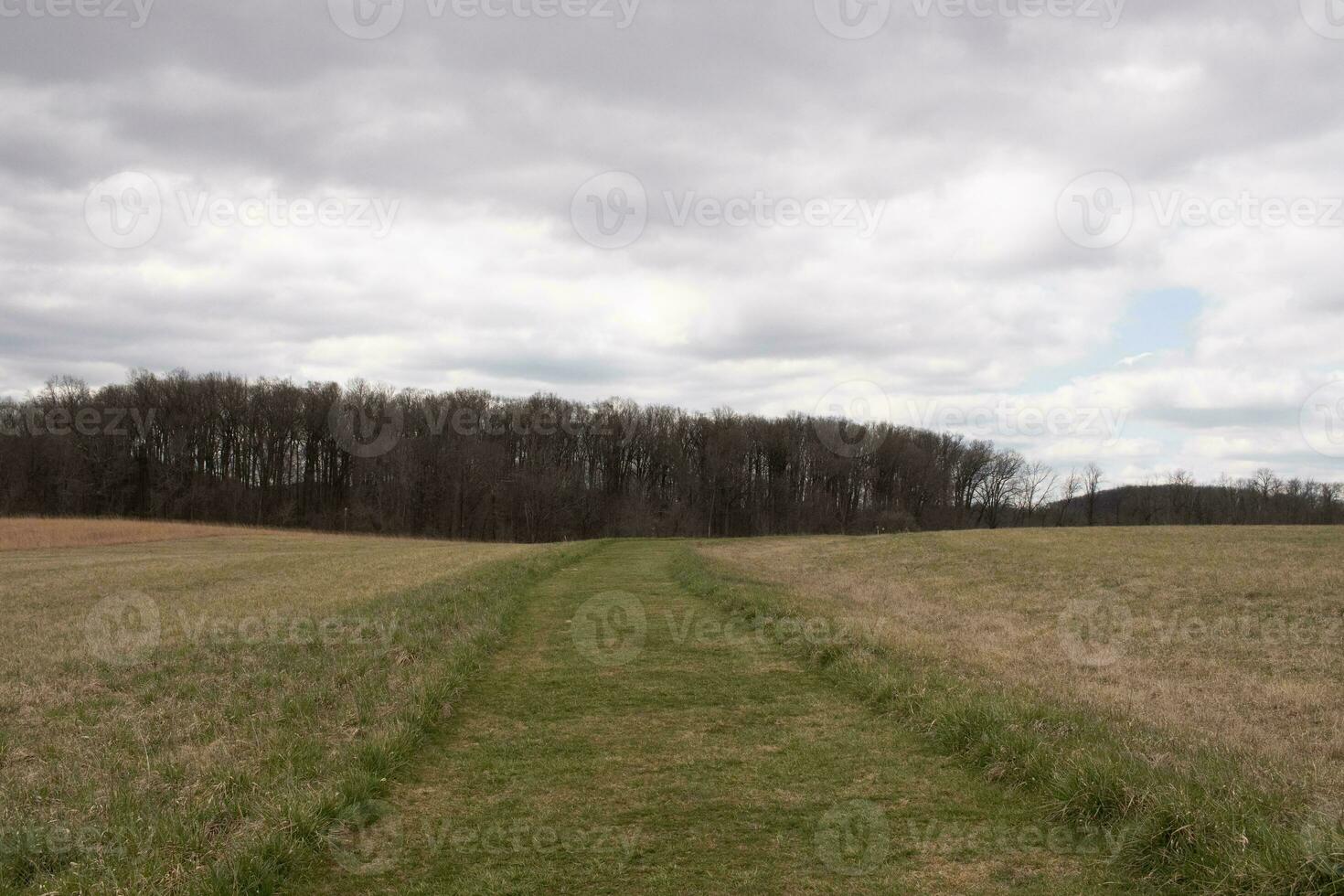 This beautiful walking path was cut through the field. The green, well-manicured lawn standing out among all the brown tall grass. This trail heads through a nature preserved around a wooded area. photo