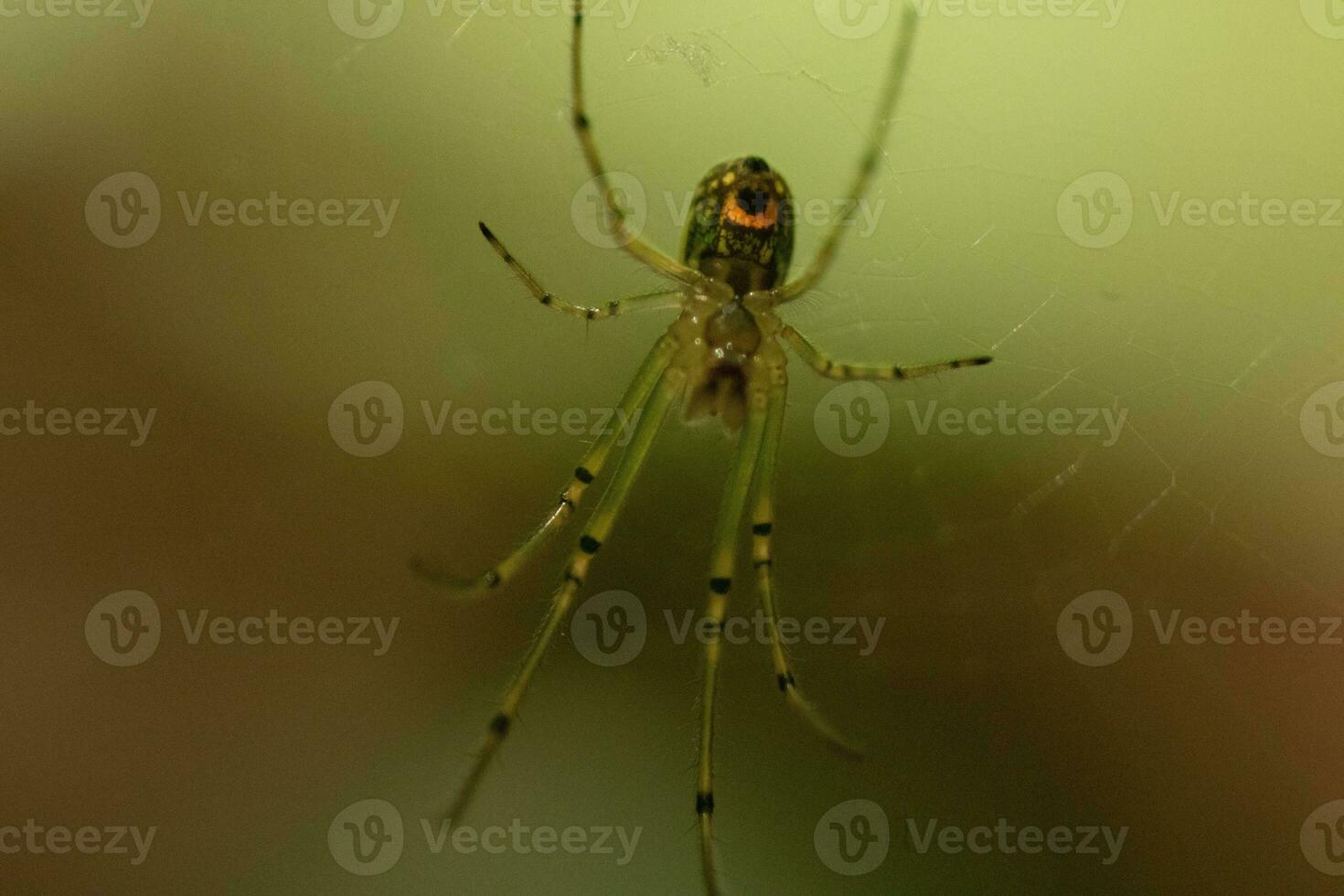 Orchard spider seen hanging in her web. The red dot on her body stands out from the green. The arachnids long legs look translucent as she holds onto the silk strands, waiting for prey. photo