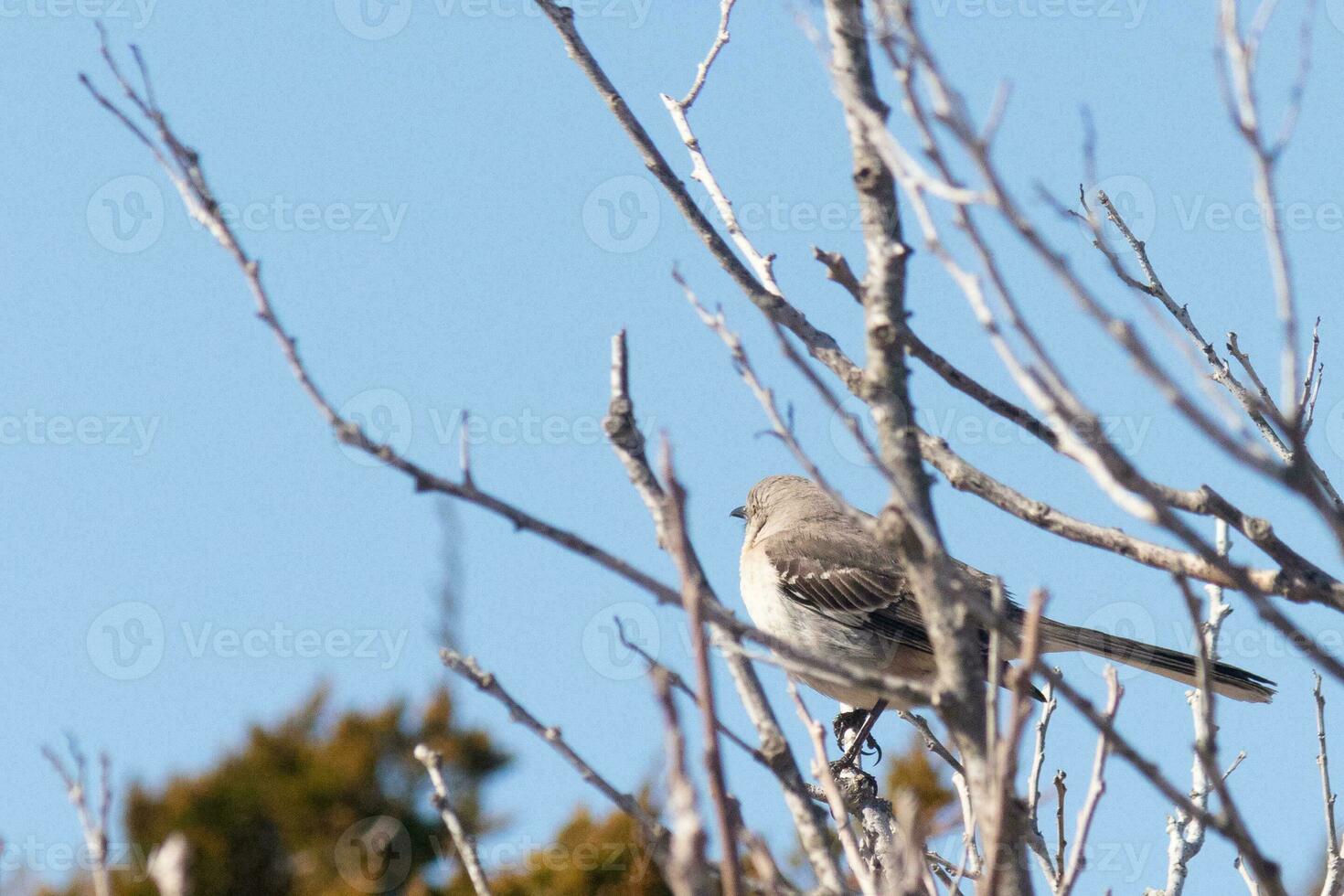 This cute little mockingbird sat posing in the tree when I took the picture. The branches he sat in did not have any leaves to hide him. The Winter season is just ending and Spring is arriving. photo