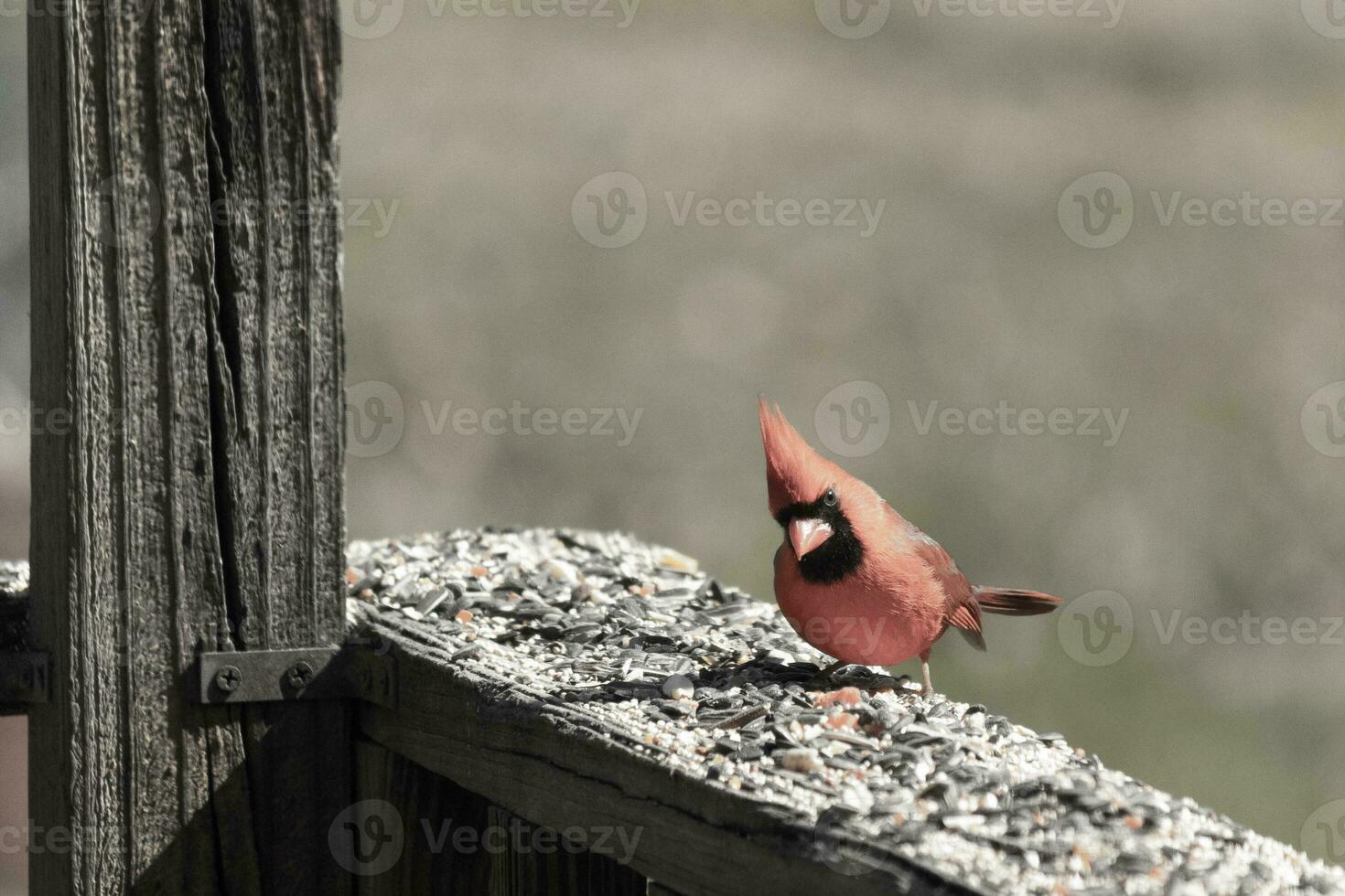 This beautiful red cardinal came out to the brown wooden railing of the deck for food. His beautiful mohawk standing straight up with his black mask. This little avian is surrounded by birdseed. photo