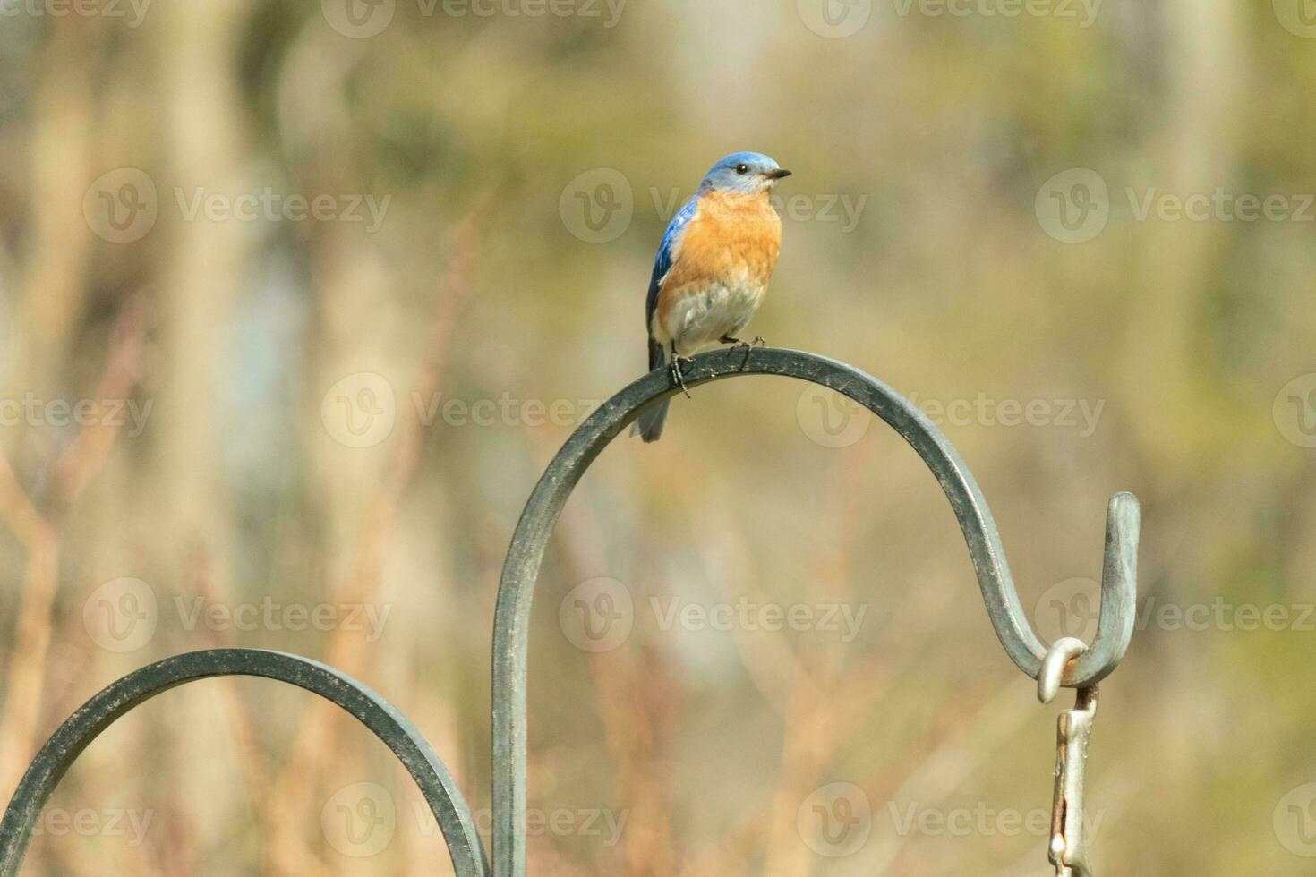 This pretty bluebird came out to the shepherds hook to rest. The little avian sat on the metal pole for a bit. His rusty orange belly with a white patch stands out from his blue head and dark eyes. photo