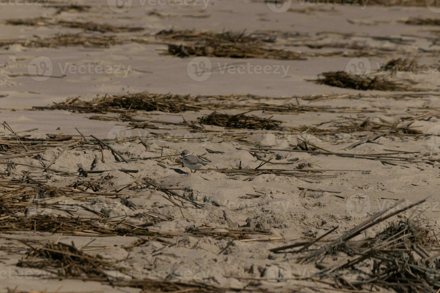 This cute little Piping Plover was seen here on the beach when I took this picture. This shorebird is so tiny and searches the sand for food washed up by the surf. I love the ring around his neck. photo