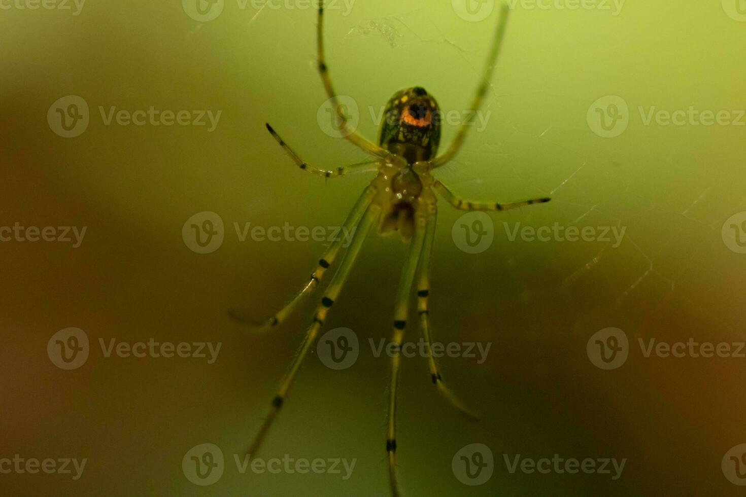 Orchard spider seen hanging in her web. The red dot on her body stands out from the green. The arachnids long legs look translucent as she holds onto the silk strands, waiting for prey. photo